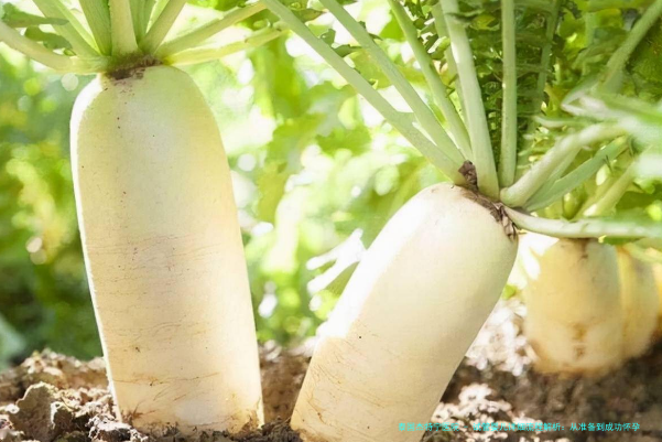 试管婴儿详细流程解析：从准备到成功怀孕