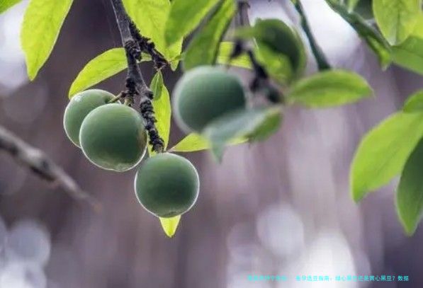 备孕选豆指南：绿心黑豆还是黄心黑豆？数据揭秘哪个更靠谱