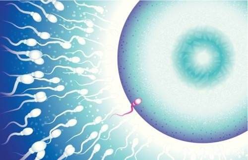 泰国杰特宁试管胚胎种类及成功率对比