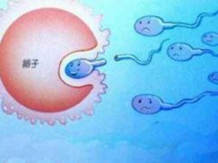试管婴儿周期里如何进行卵泡监测?