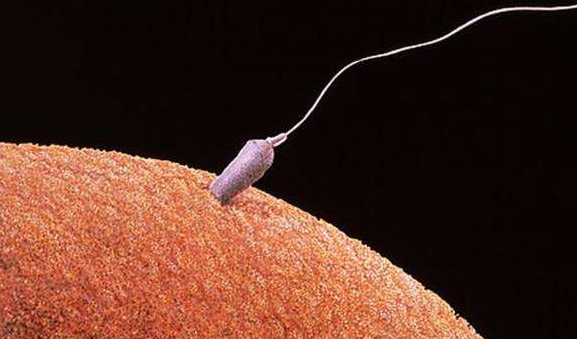 精子存活率低可以通过杰特宁试管婴儿进行胚胎