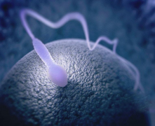 高龄男性精子异常选择试管婴儿助孕能成功吗？