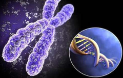 胚胎染色体异常是为什么？
