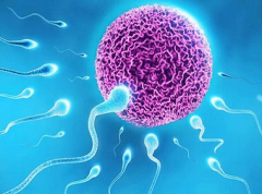 泰国试管婴儿移植后，哪些因素会影响胚胎着床